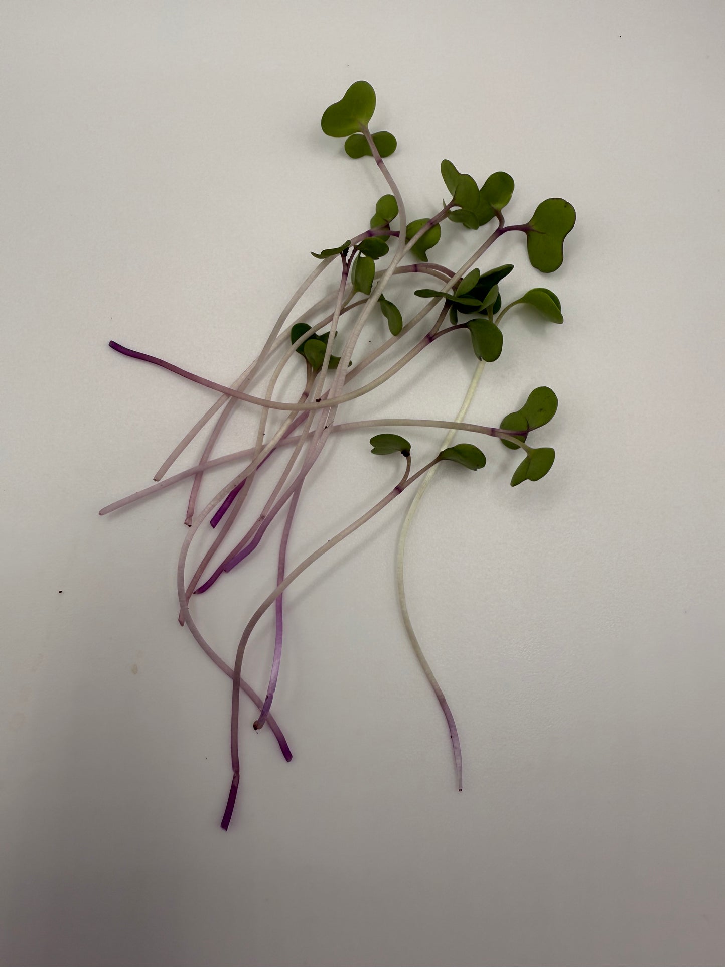 Kale