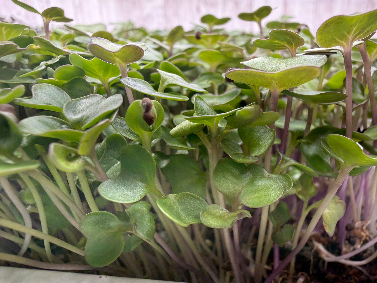 Golden Acre Cabbage