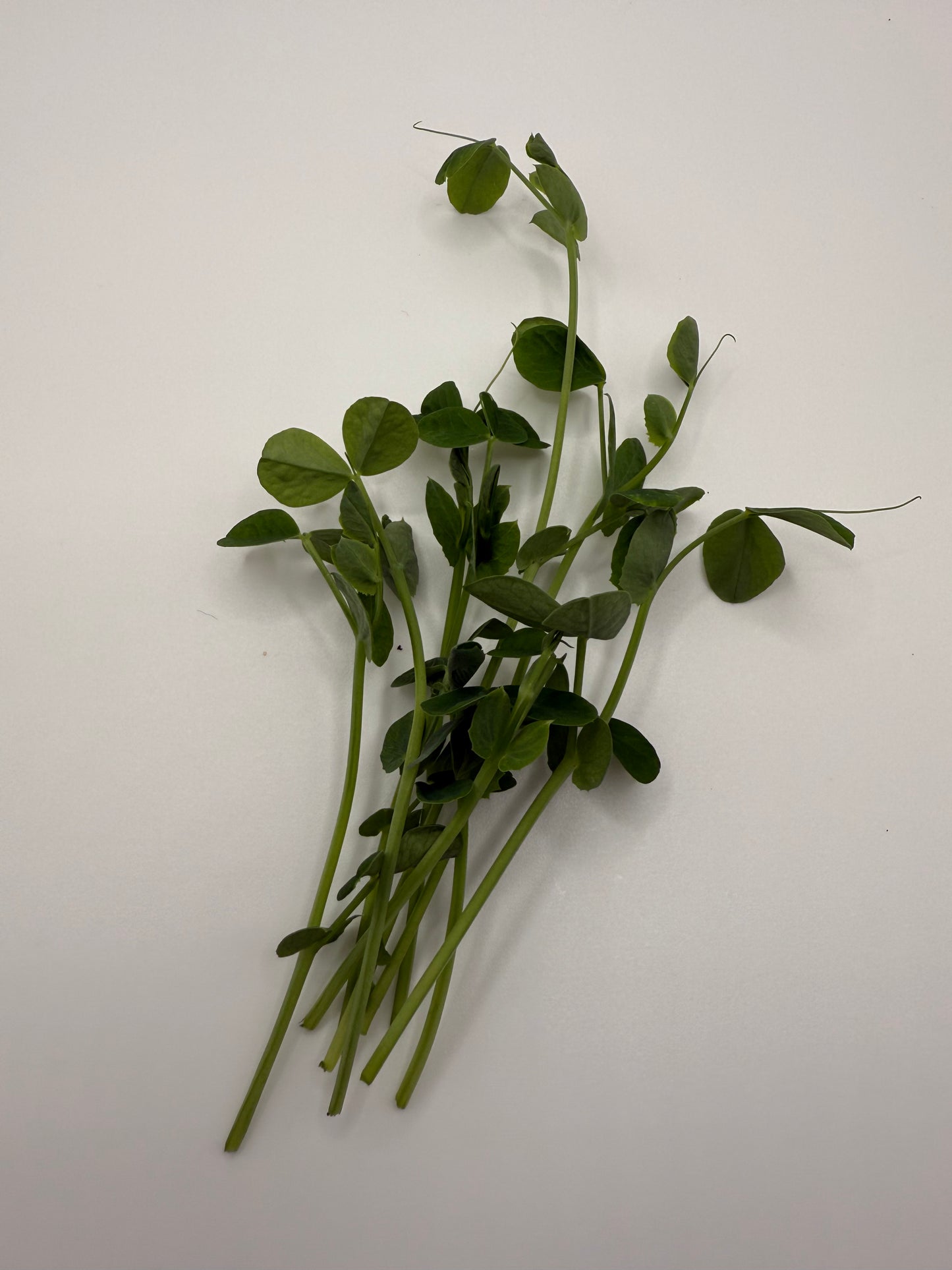 Pea