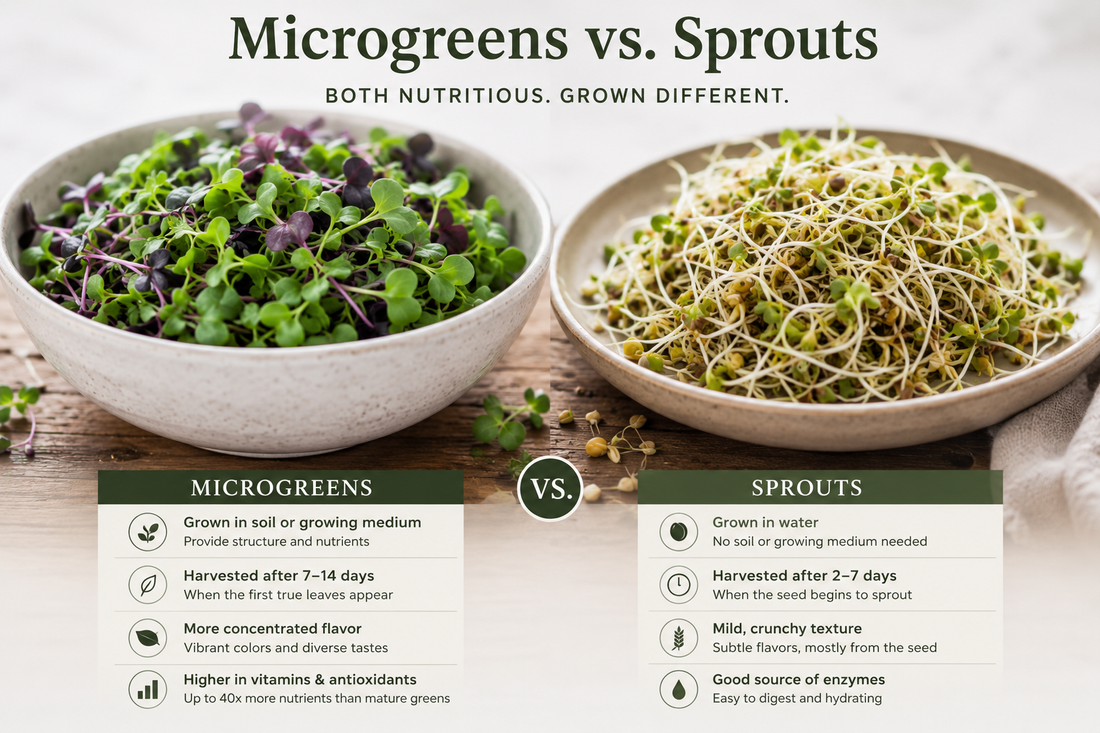 Microgreens vs Sprouts: What's the Difference (and Which Is Better?)