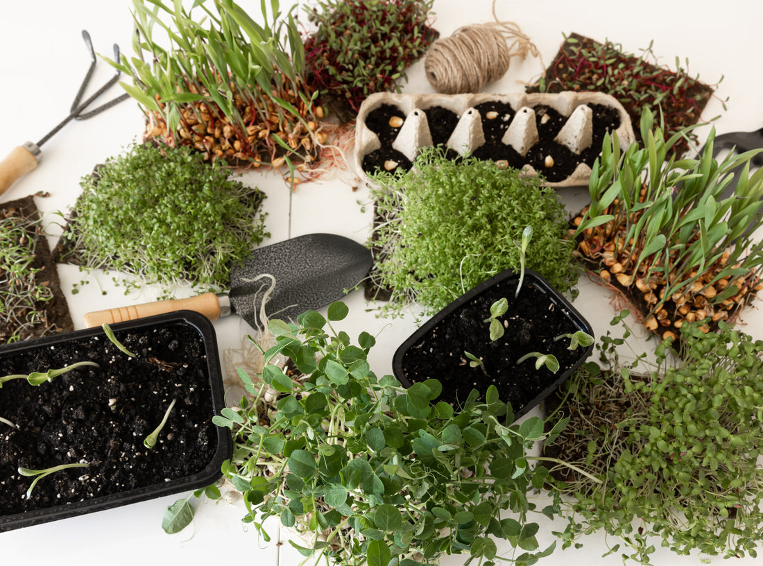 Microgreens vs. Sprouts: What’s the Difference?