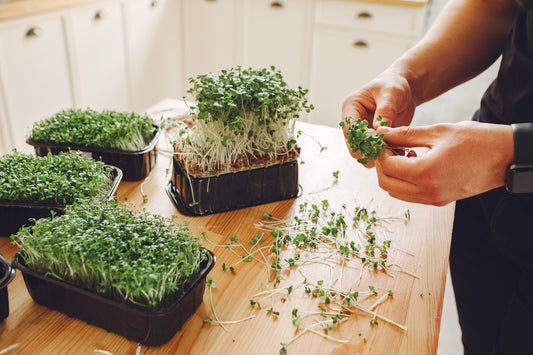 How to Store Microgreens for Maximum Freshness