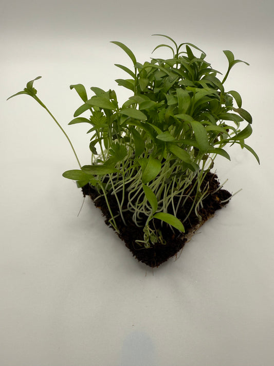 Cilantro
