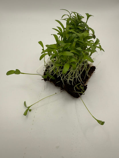 Cilantro