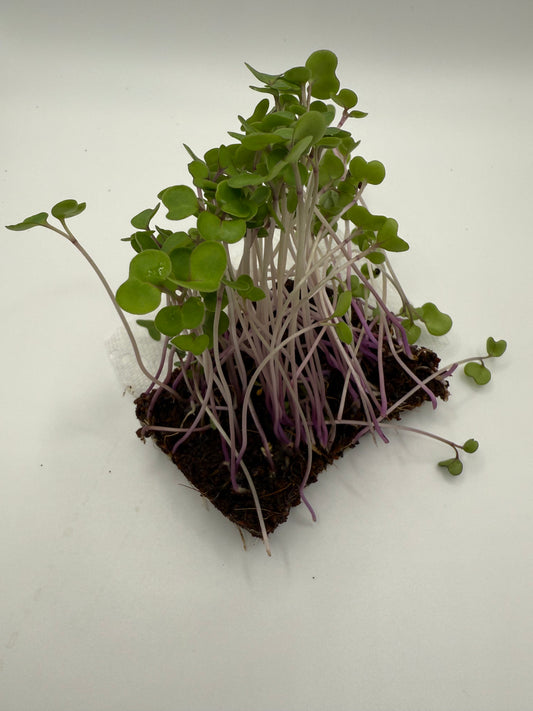 Kale
