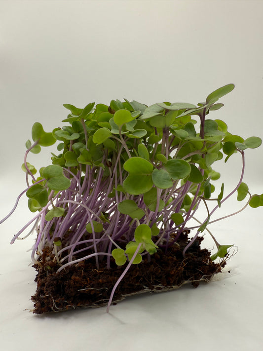 Kohlrabi