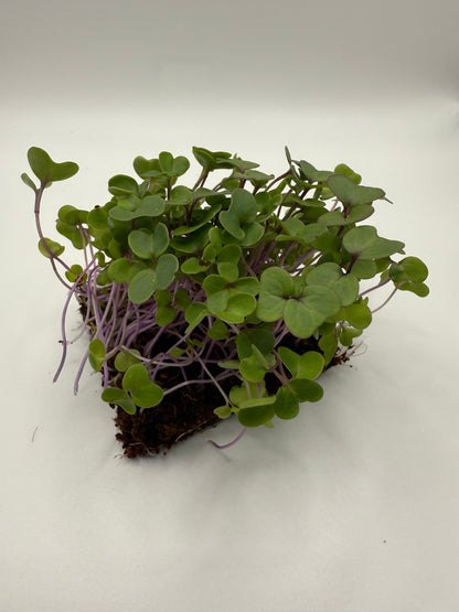 Kohlrabi