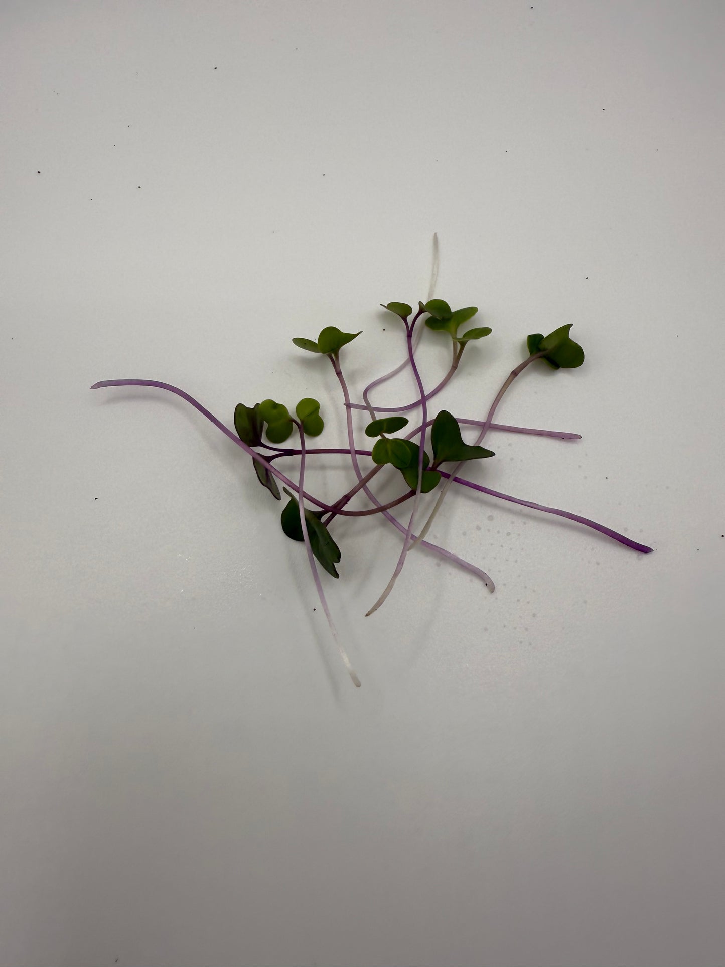 Kohlrabi