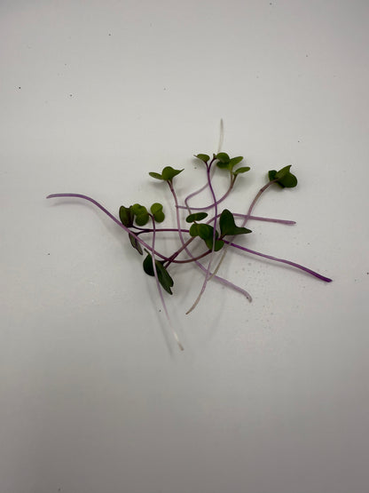 Kohlrabi