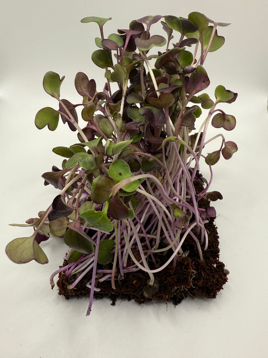 Radish