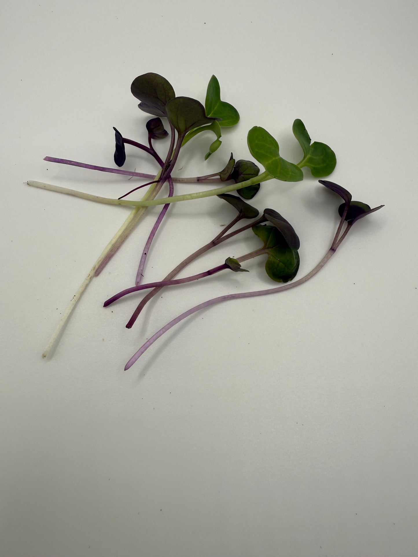 Radish