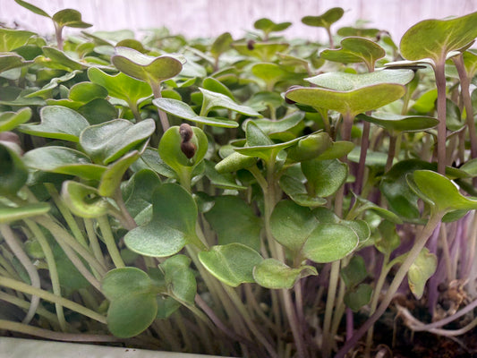 Golden Acre Cabbage