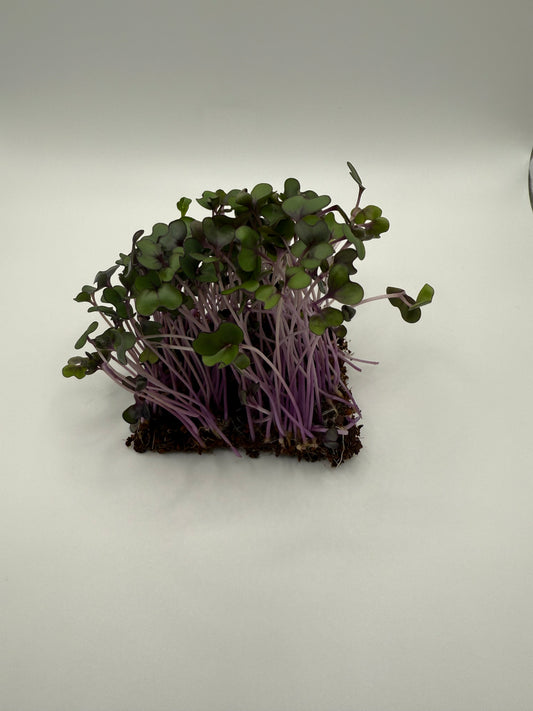 Red Acre Cabbage