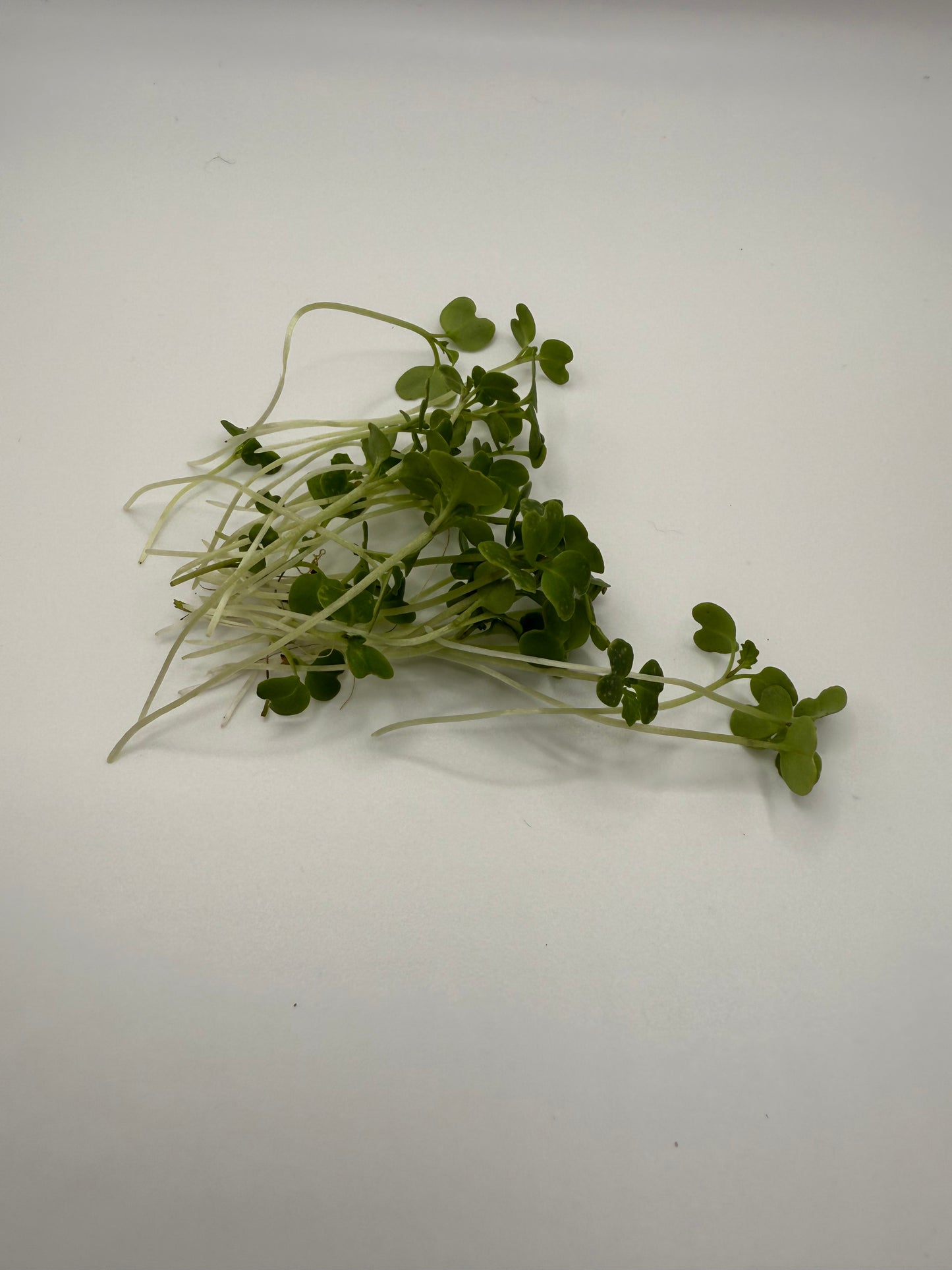Wasabi
